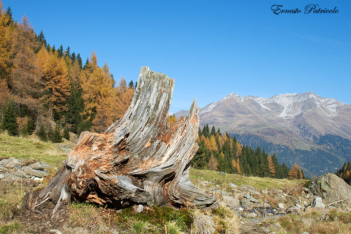 alberi consumati dal tempo